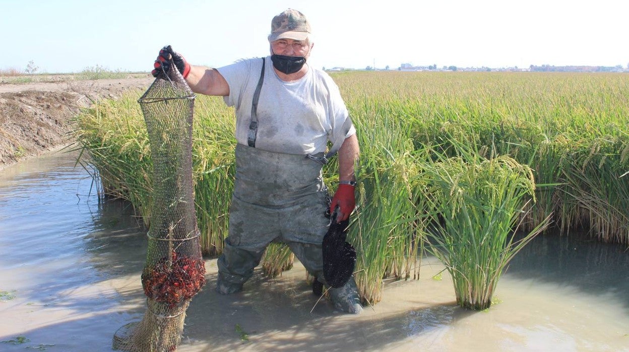 En imágenes, malos tiempos para la pesca del cangrejo rojo en Sevilla