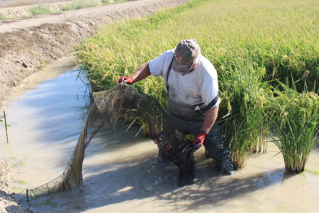 En imágenes, malos tiempos para la pesca del cangrejo rojo en Sevilla