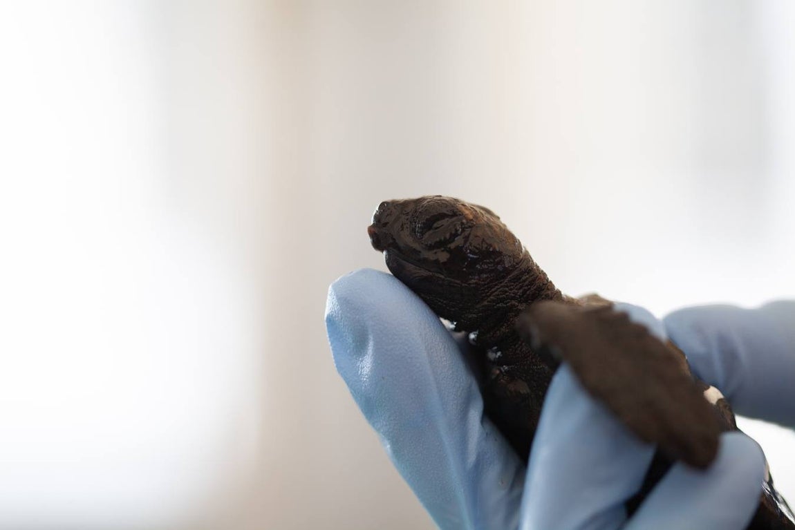 Instalaciones y especies del Centro de Gestión Sostenible del Medio Marino Andaluz del Estrecho