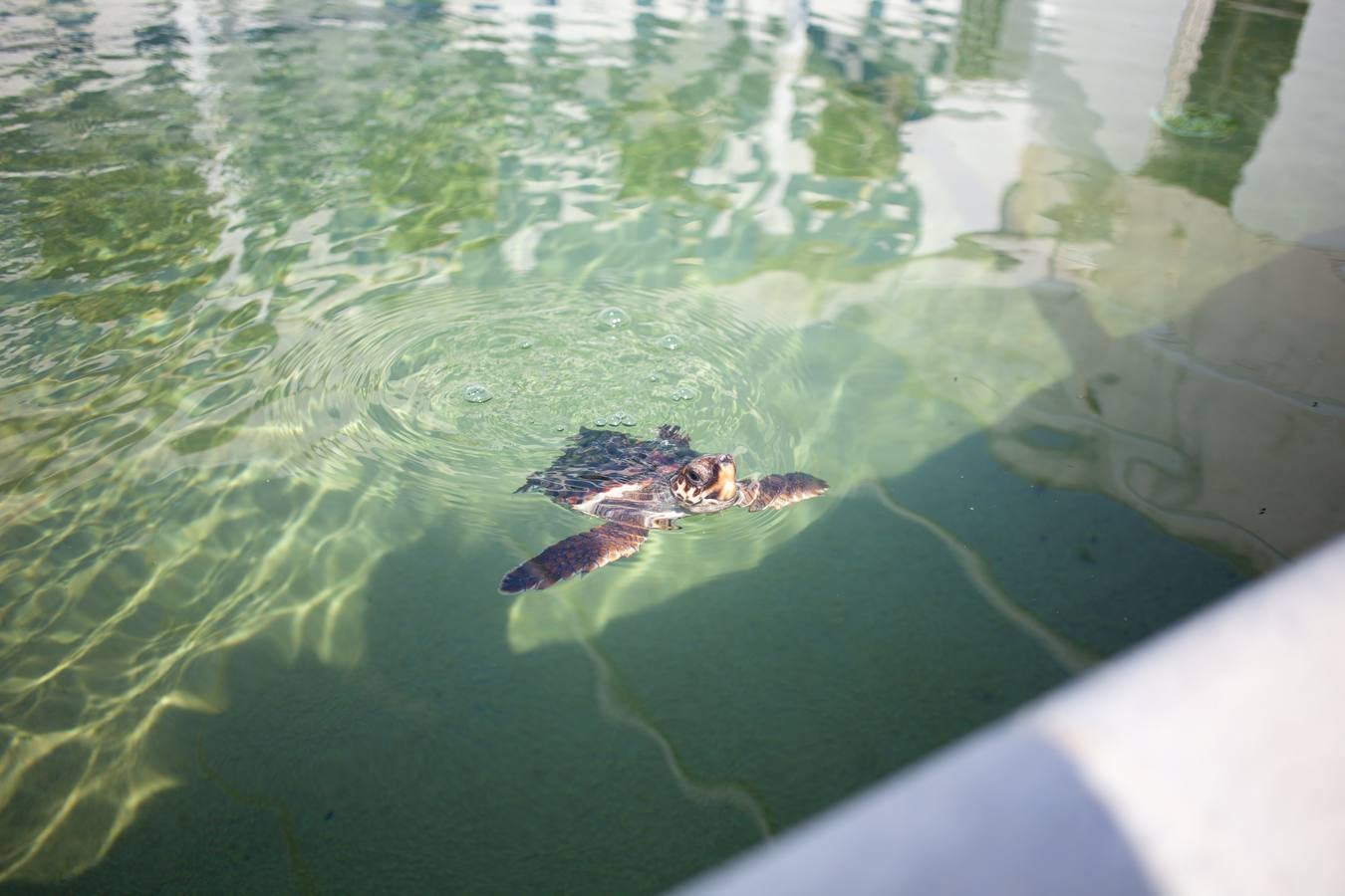 Instalaciones y especies del Centro de Gestión Sostenible del Medio Marino Andaluz del Estrecho