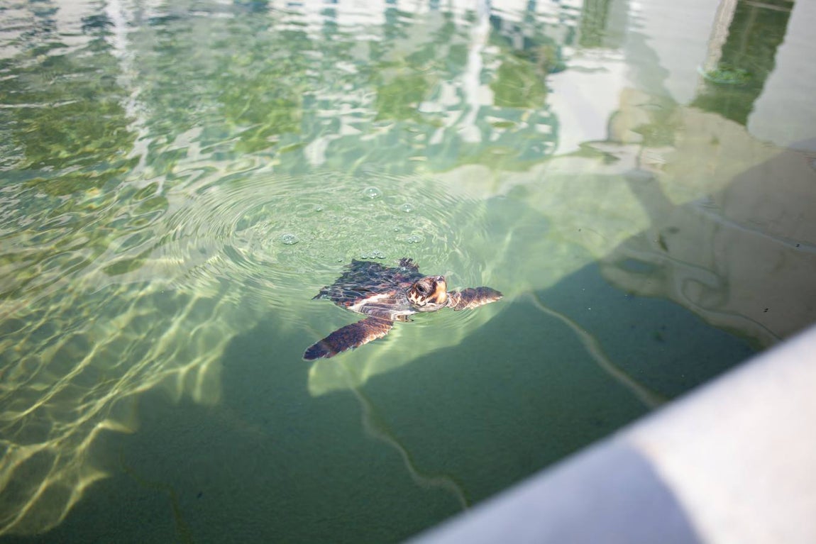 Instalaciones y especies del Centro de Gestión Sostenible del Medio Marino Andaluz del Estrecho