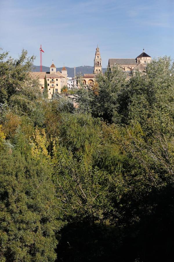 En imágenes, la vegetación tapa los molinos del Guadalquivir en Córdoba