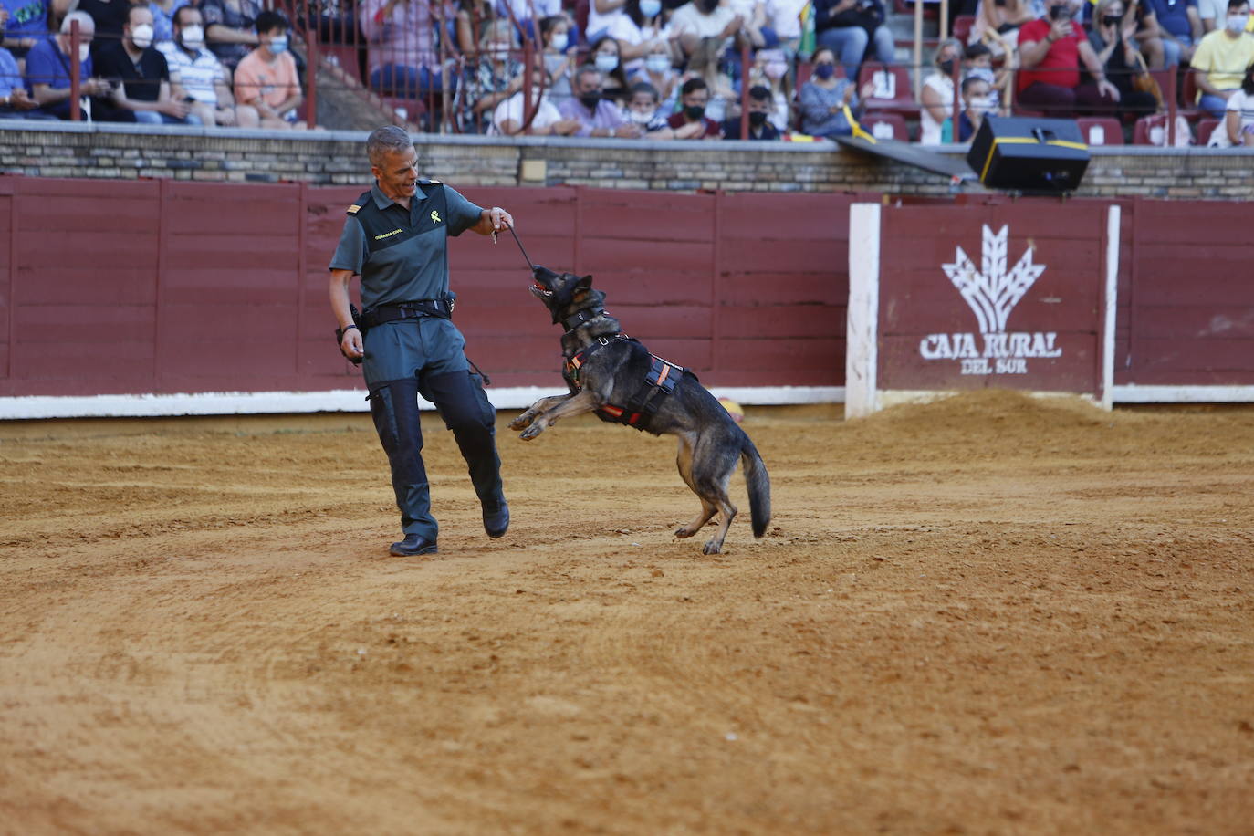 La exhibición de la Guardia Civil en la plaza de toros de Córdoba, en imágenes