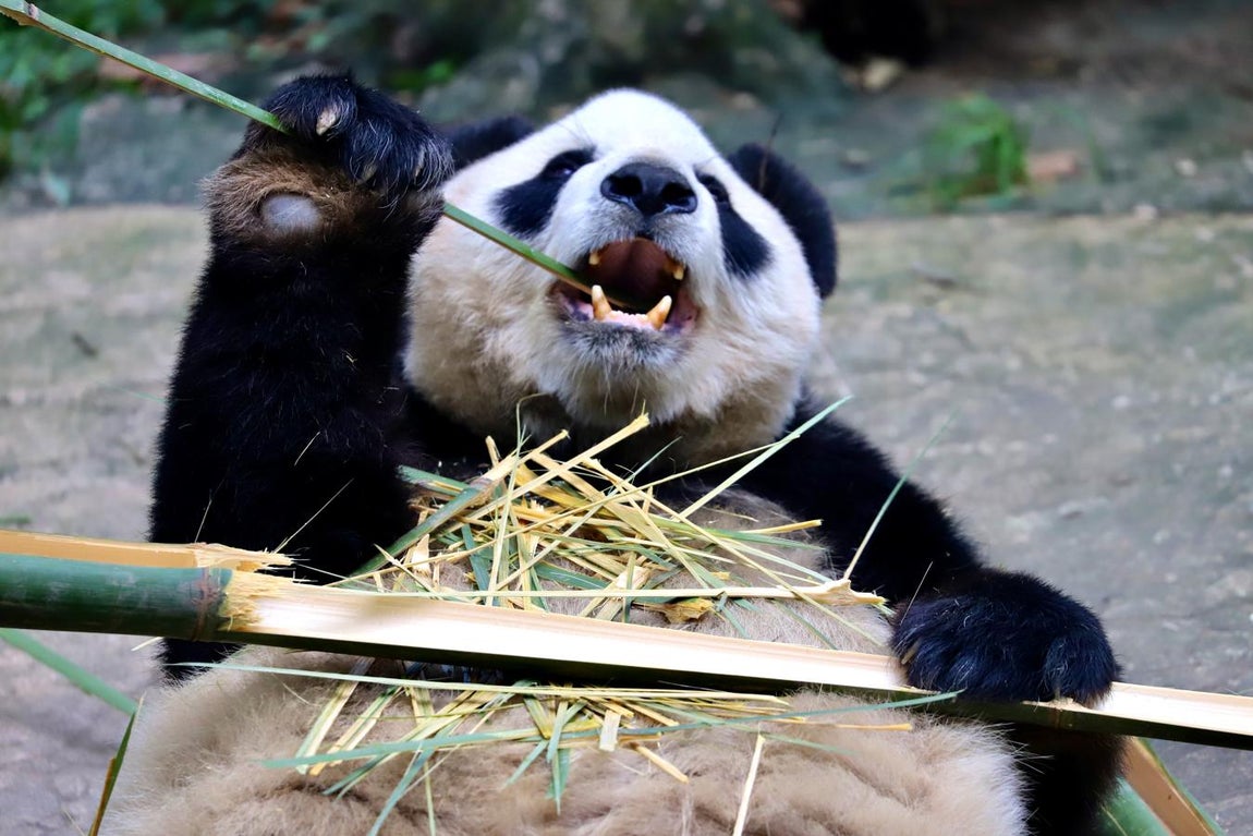 Los pandas, especie única de China, ya no están en peligro de extinción porque su número ha pasado de poco más de mil en la década de 1980 a 1.864 ejemplares salvajes en la actualidad gracias a su mayor protección y conservación. 