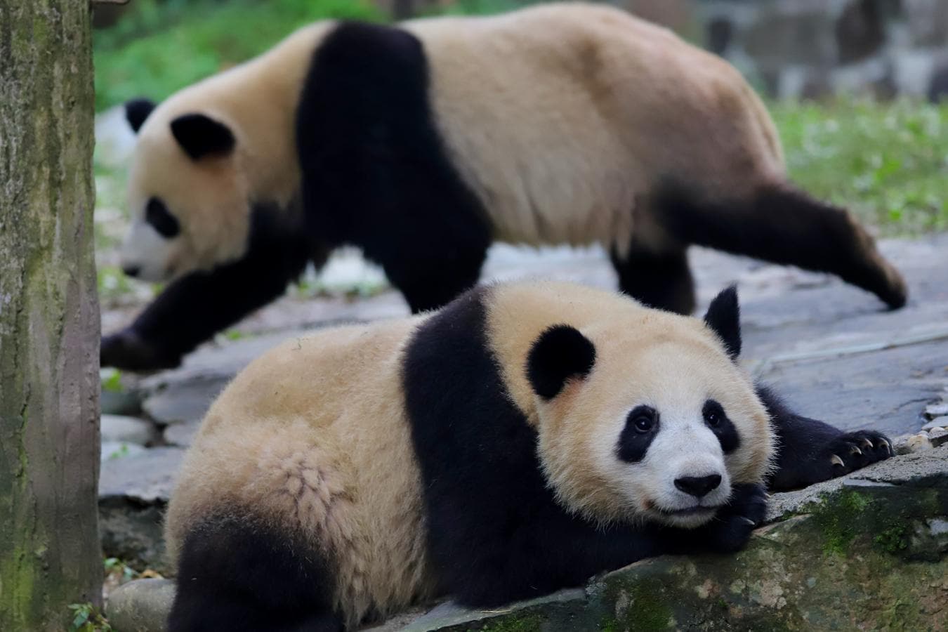Bigote folleto barajar Los pandas, a salvo de la extinción