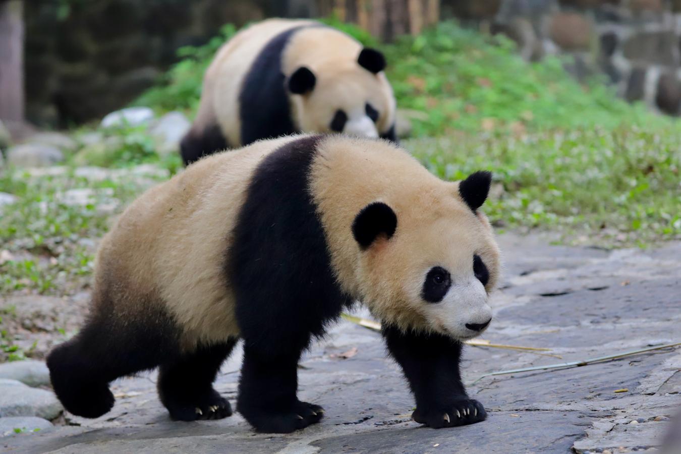 En dos décadas, el número de pandas en cautividad ha pasado de 135 a 673, incluyendo los que viven en zoológicos del extranjero, por la mejora de las técnicas de reproducción artificial. 