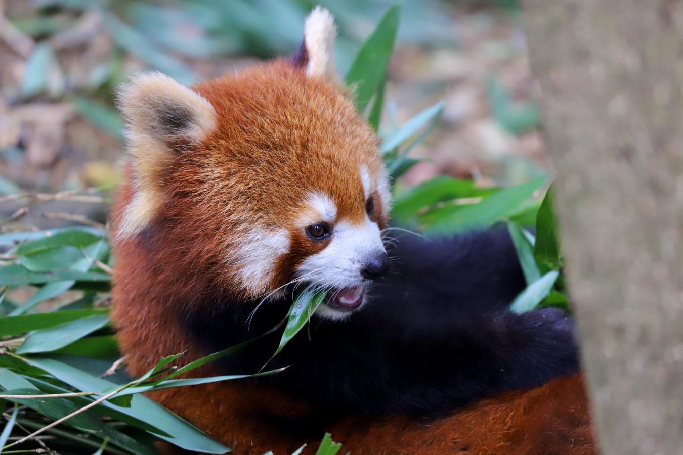 Aunque menos conocidos que los pandas, estos animales están en peligro de extinción porque quedan menos de 10.000 y, como sus primos mayores, necesitan otro milagro para no desaparecer. 