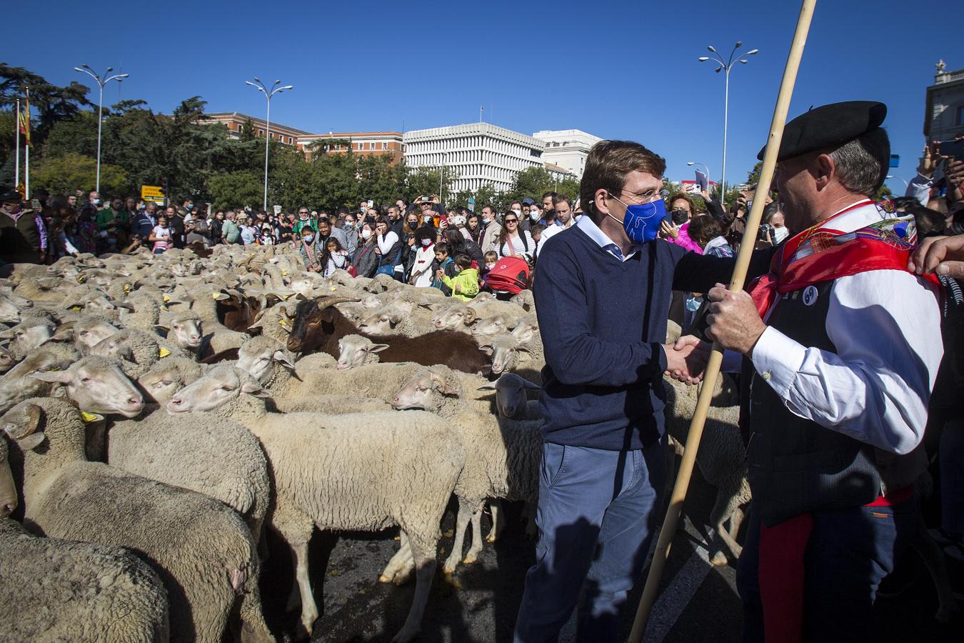 El rebaño está dirigido por Jesús Garzón, presidente de Trashumancia y Naturaleza y del Concejo de la Mesta, por Marity González, primera Mayorala del Concejo de la Mesta, por tres pastores y un hatero, defendido por 6 perros mastines, 4 careas vascos y 1 carea leones, que ayudan a los pastores en su manejo. 