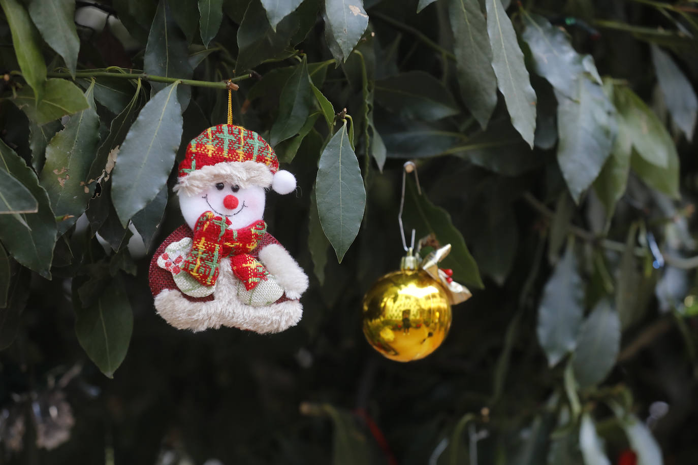 La apertura de los Patios de Córdoba en Navidad, en imágenes