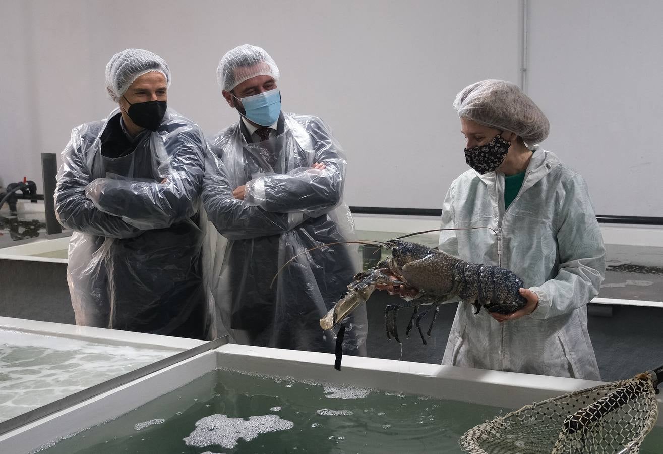 FOTOS: Cetárea, bogavantes y centollos vivos en la Zona Franca de Cádiz