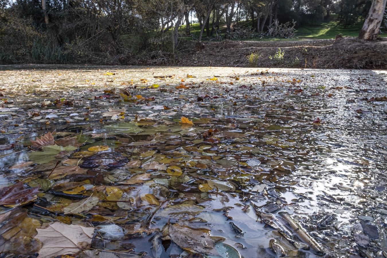 En imágenes, el otoño le saca los colores al río Guadaíra