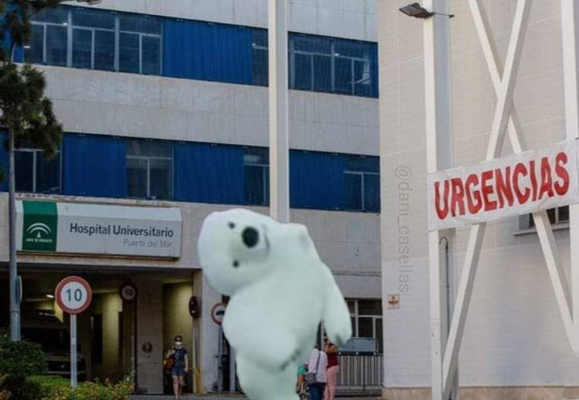 Los memes de la Cabalgata de Reyes Magos de Cádiz: un oso polar perjudicado da la vuelta al mundo