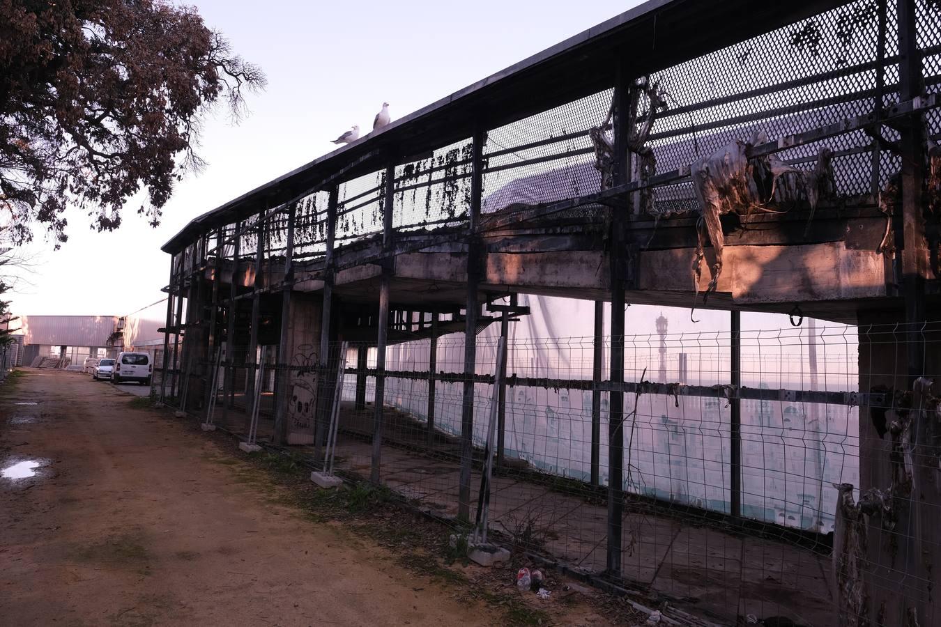 Fotos: El deterioro y abandono de Cádiz