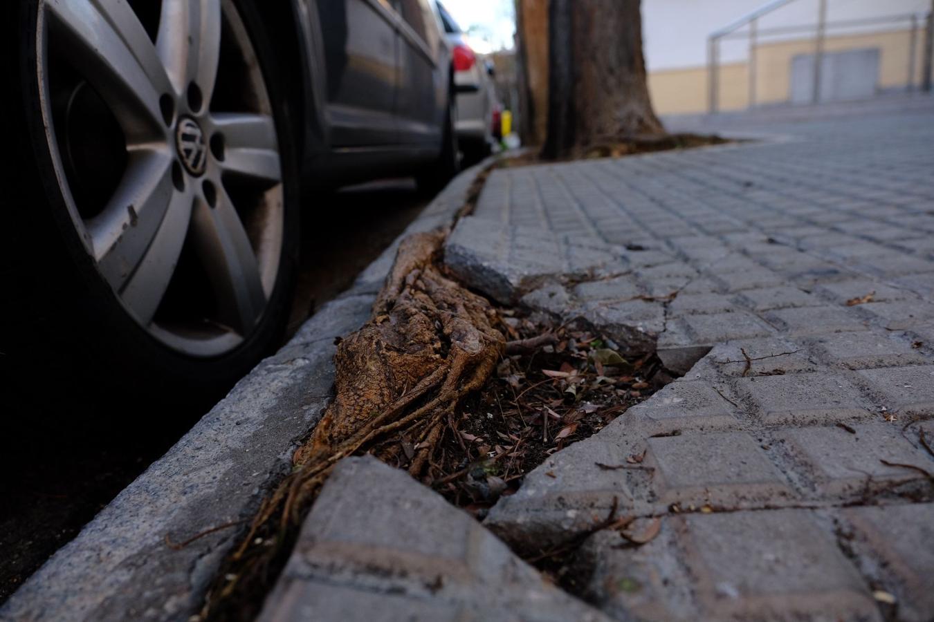 Fotos: El deterioro y abandono de Cádiz