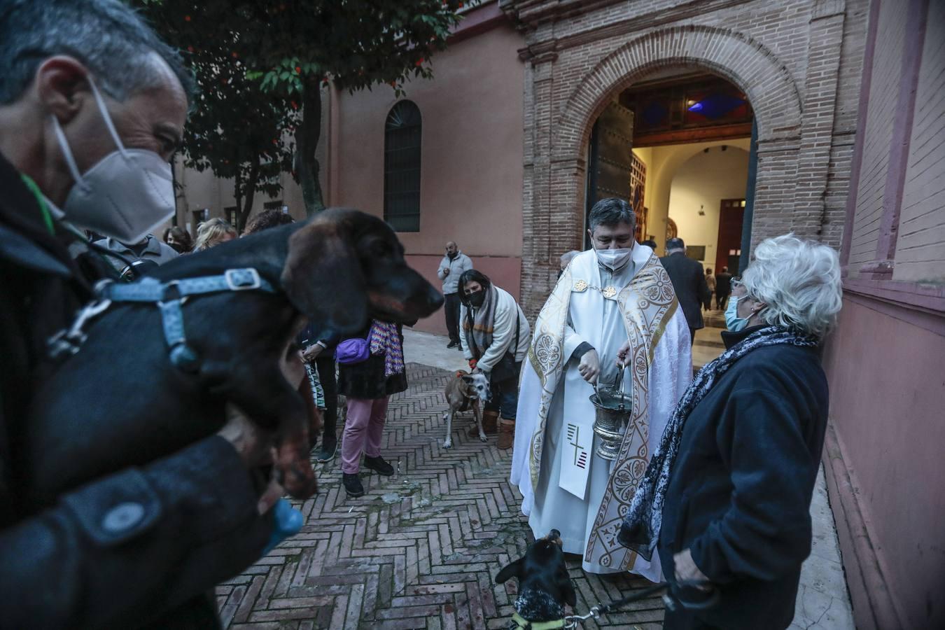 Bendición de animales en la parroquia de San Vicente por el día de San Antón