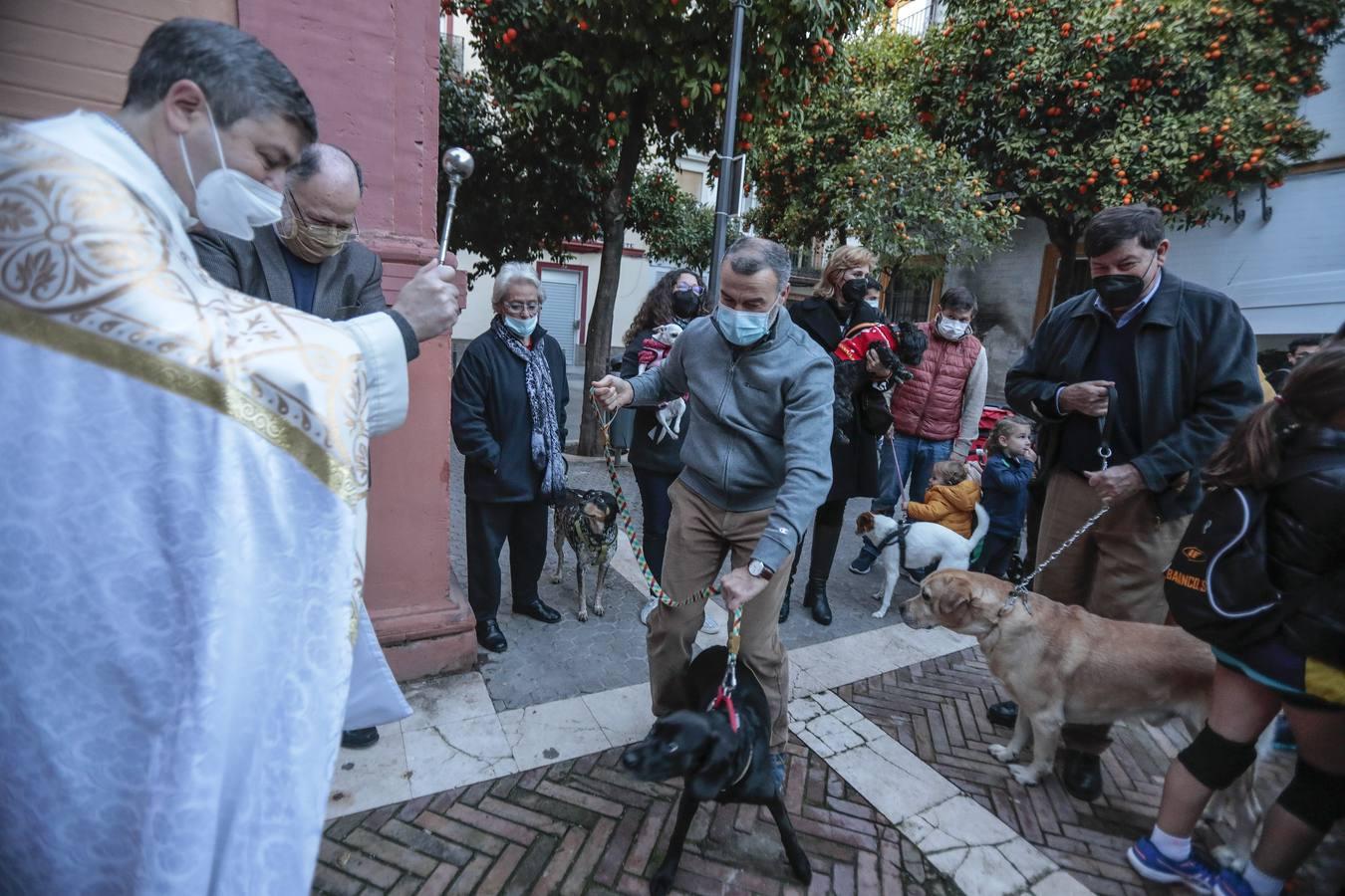 Bendición de animales en la parroquia de San Vicente por el día de San Antón