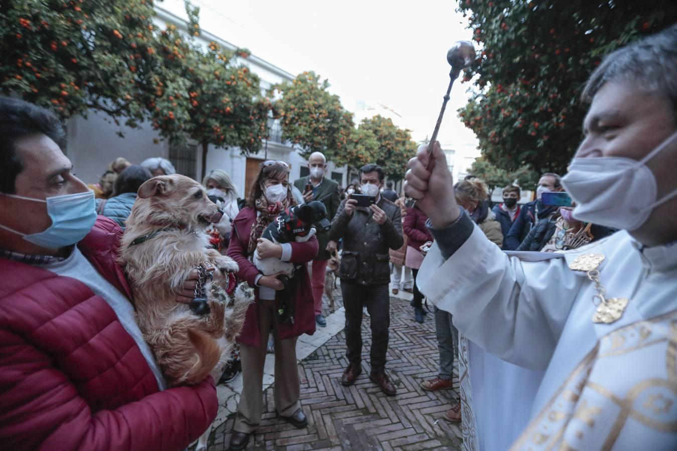 Bendición de animales en la parroquia de San Vicente por el día de San Antón