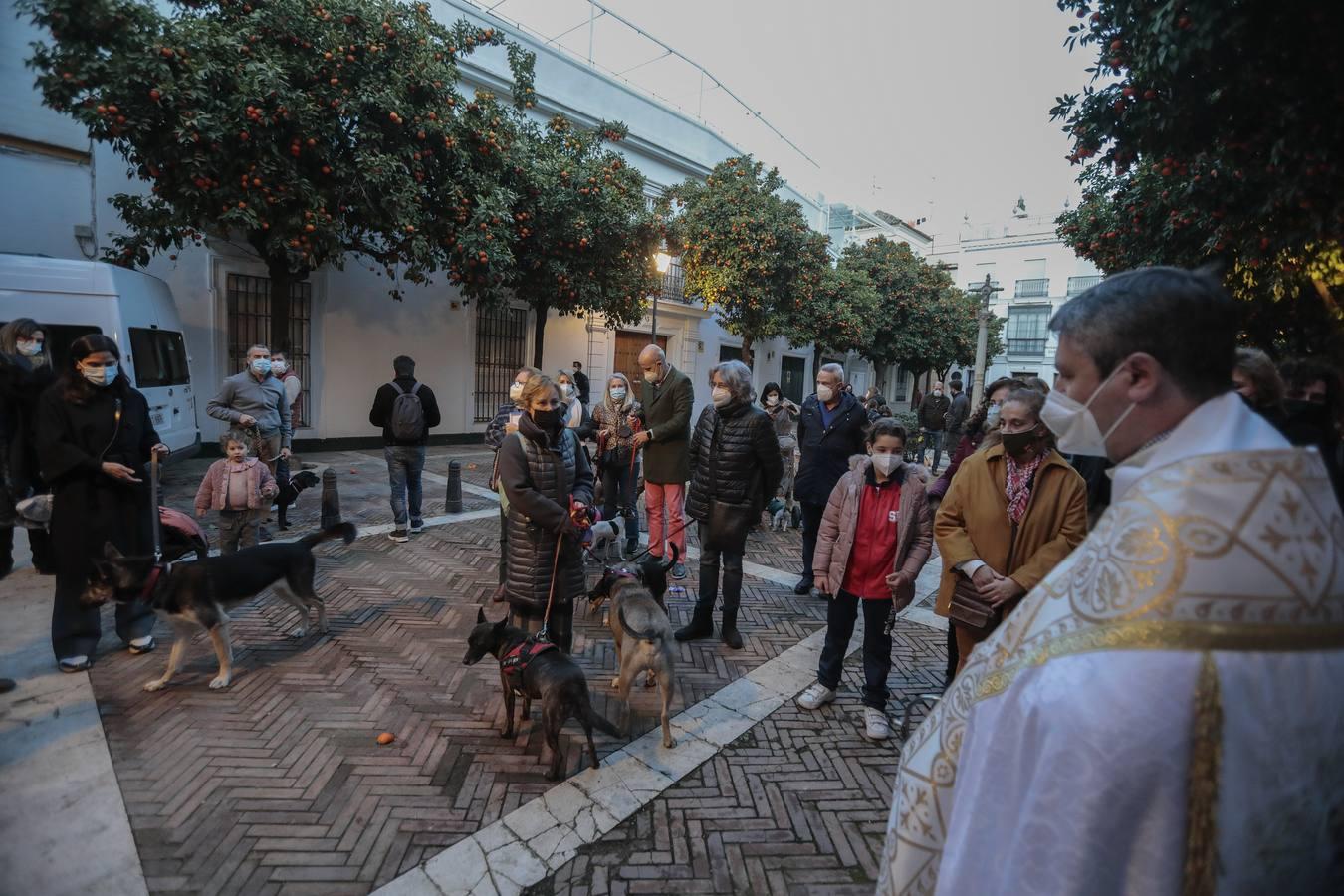 Bendición de animales en la parroquia de San Vicente por el día de San Antón