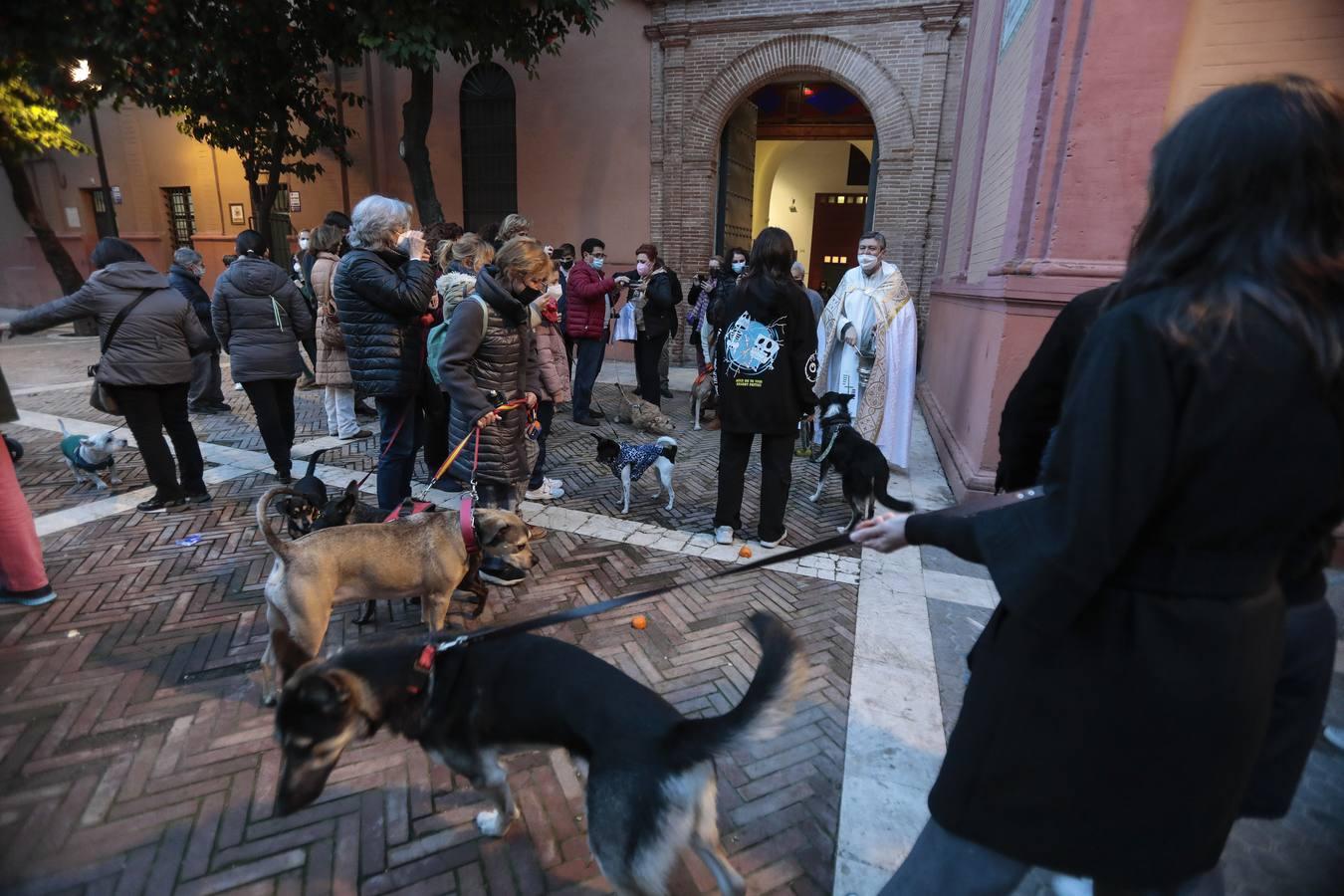 Bendición de animales en la parroquia de San Vicente por el día de San Antón