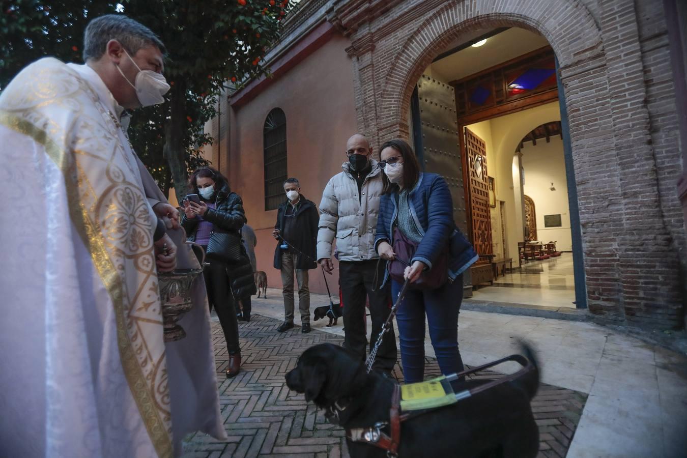 Bendición de animales en la parroquia de San Vicente por el día de San Antón