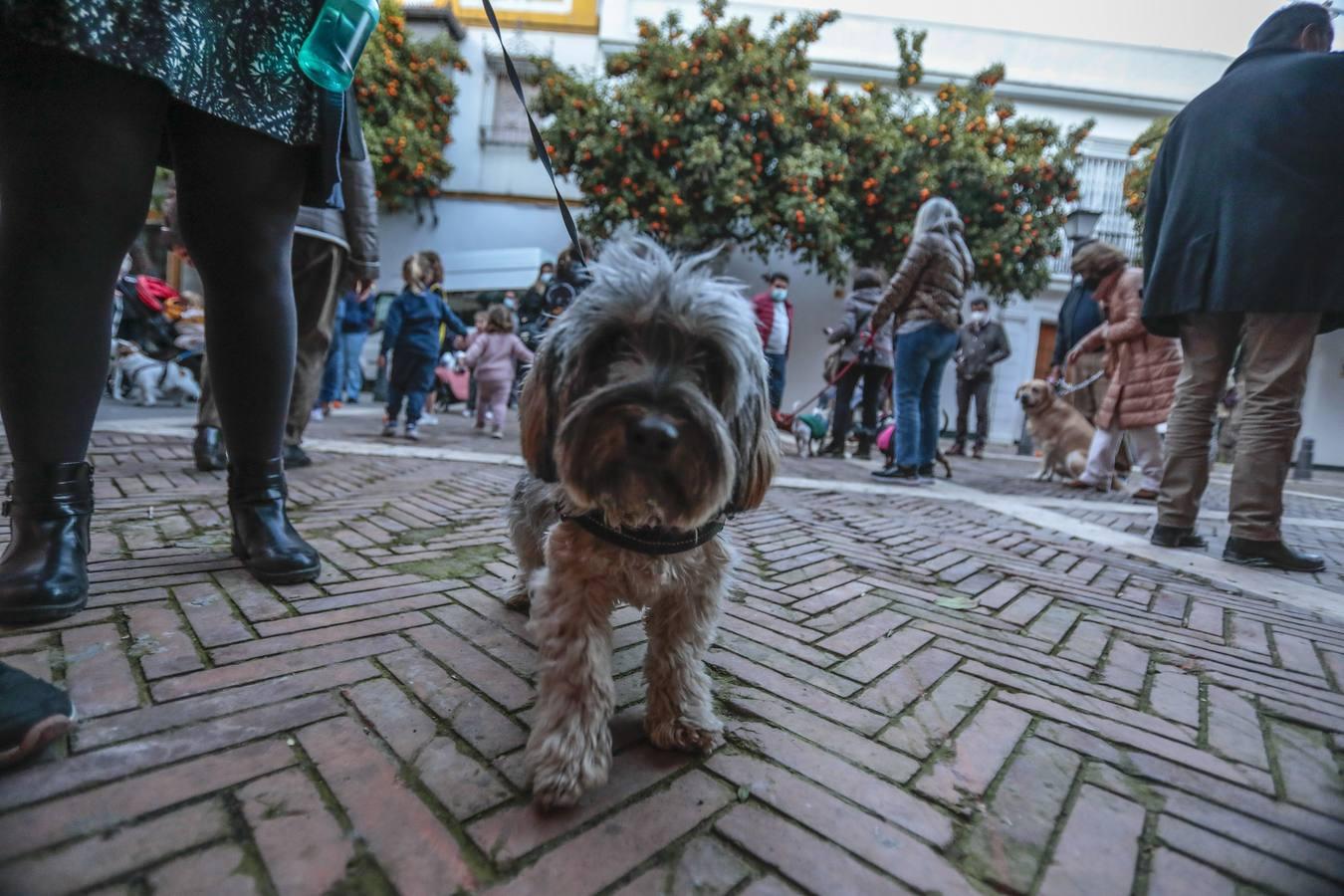 Bendición de animales en la parroquia de San Vicente por el día de San Antón