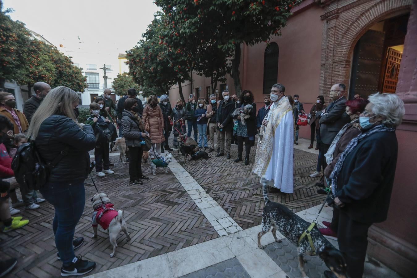 Bendición de animales en la parroquia de San Vicente por el día de San Antón