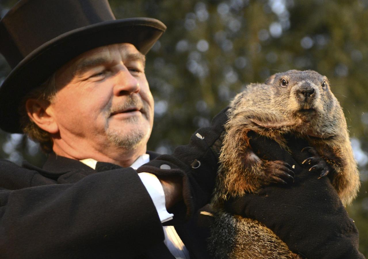 Punxsutawney Phil es la marmota que compite en la predicción del tiempo contra Mel. 