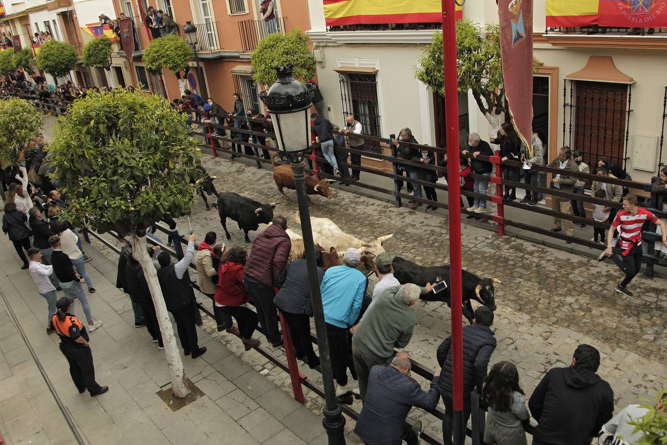 Tradicionales encierros en honor a San Sebastián en la Puebla del Río. JUAN FLORES