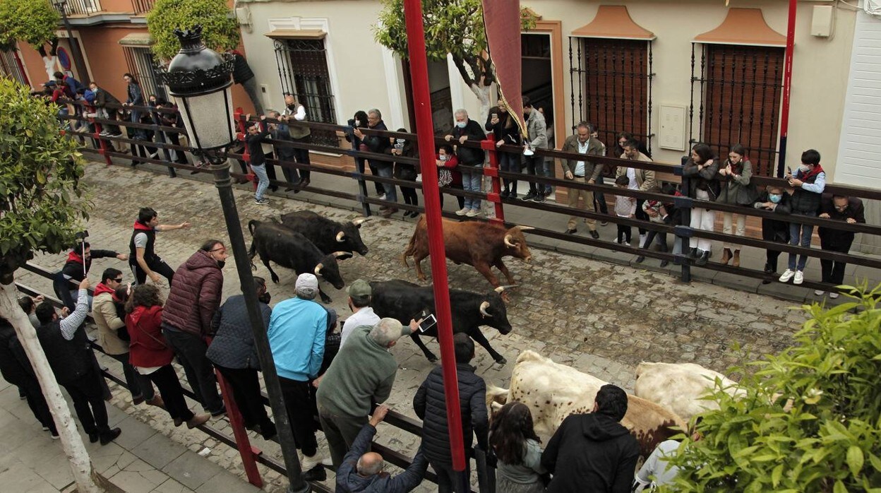 La Puebla del Río recupera sus tradicionales encierros