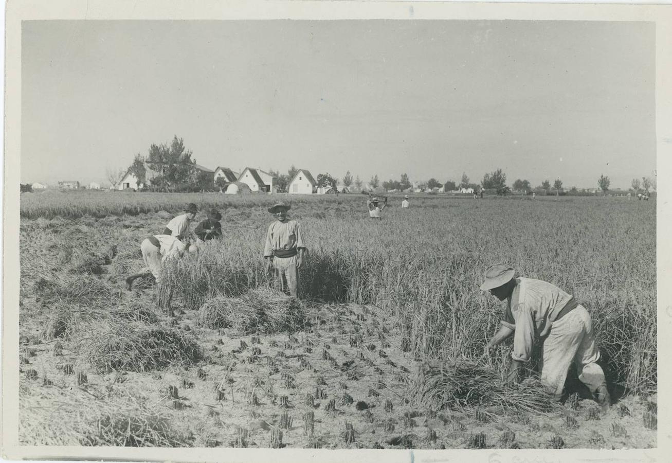 8. Valencia, septiembre de 1931. El cultivo del arroz. La recolección. En la imagen, siega de las matas de arroz en campos cercanos a La Albufera