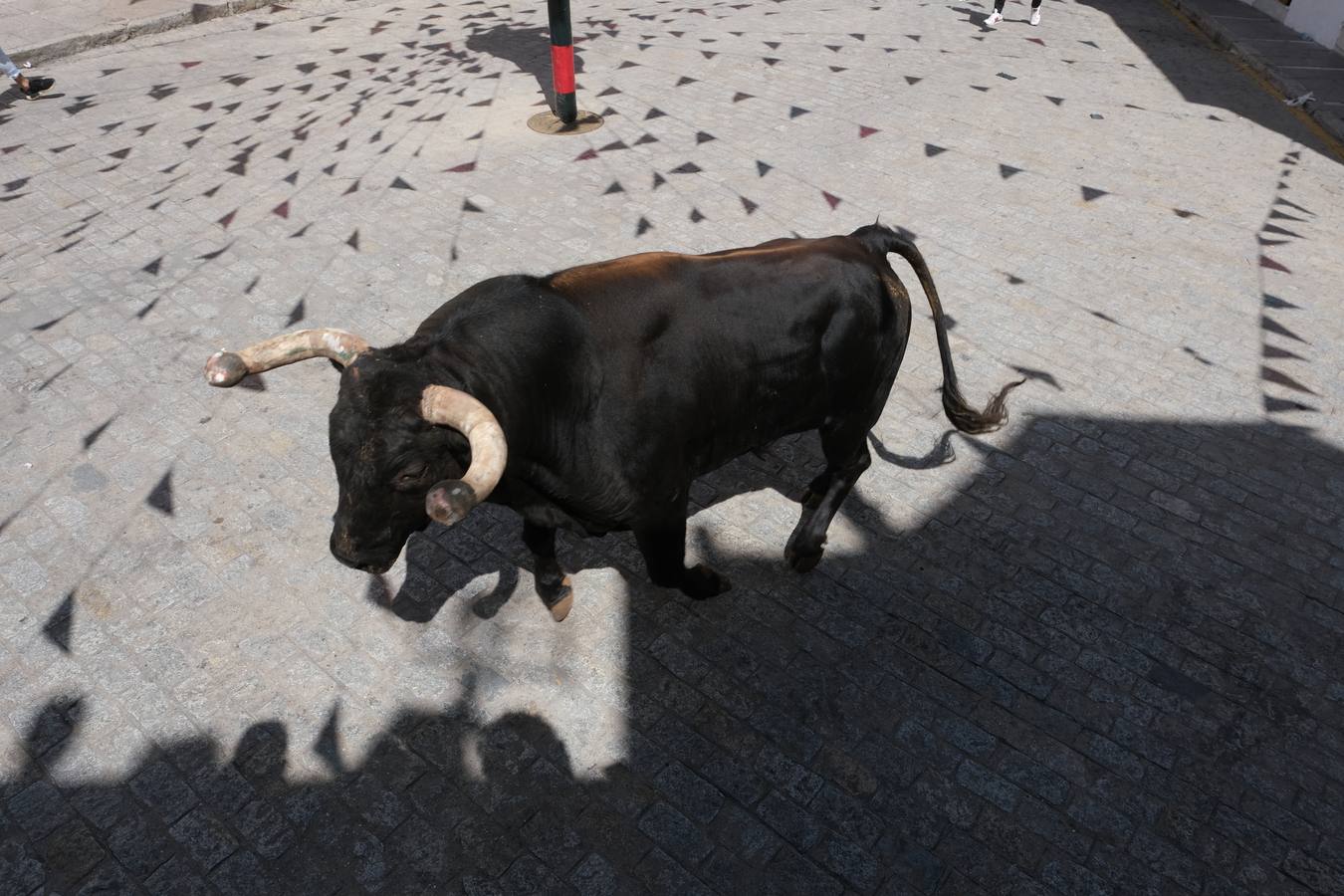 Fotos: Así ha sido la fiesta del Toro Embolao en Vejer