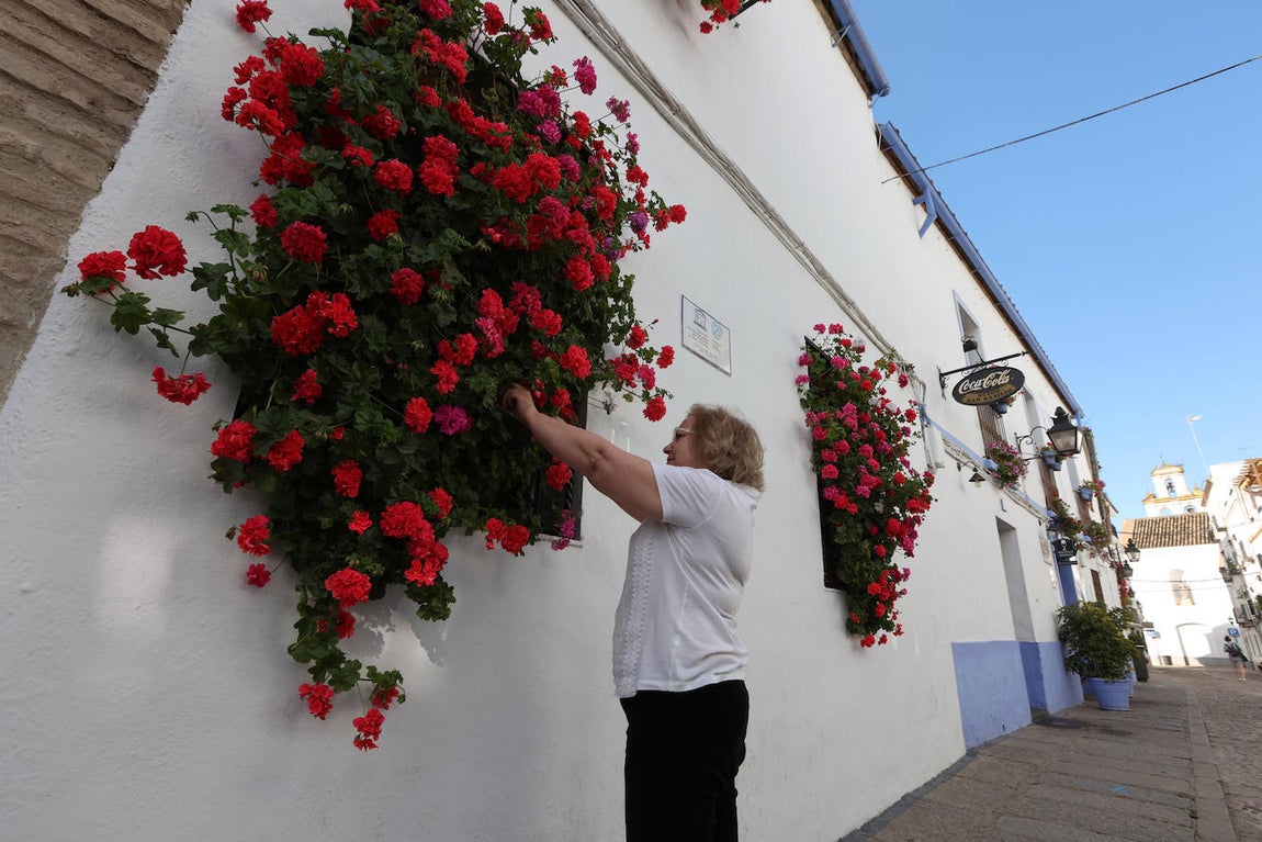Los preparativos de los Patios de Córdoba, en imágenes
