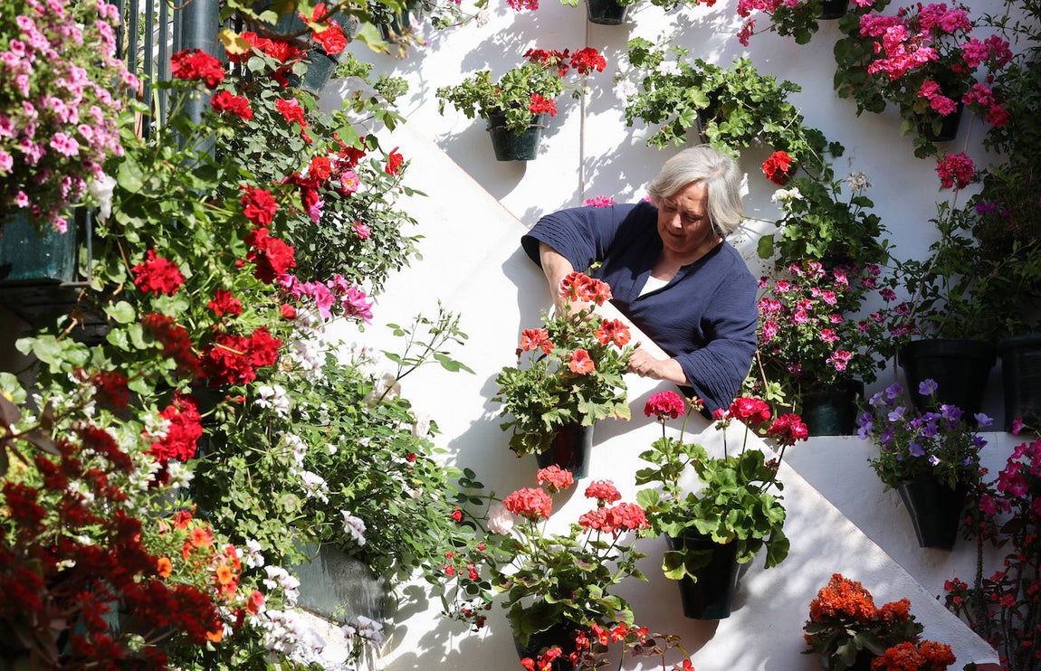 Los preparativos de los Patios de Córdoba, en imágenes
