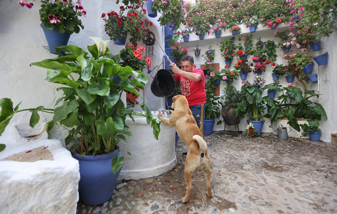 Los preparativos de los Patios de Córdoba, en imágenes
