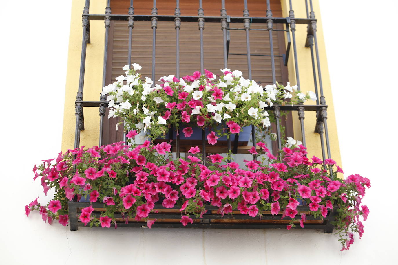 Patios de Córdoba 2022 | El concurso de Rejas y Balcones, en imágenes