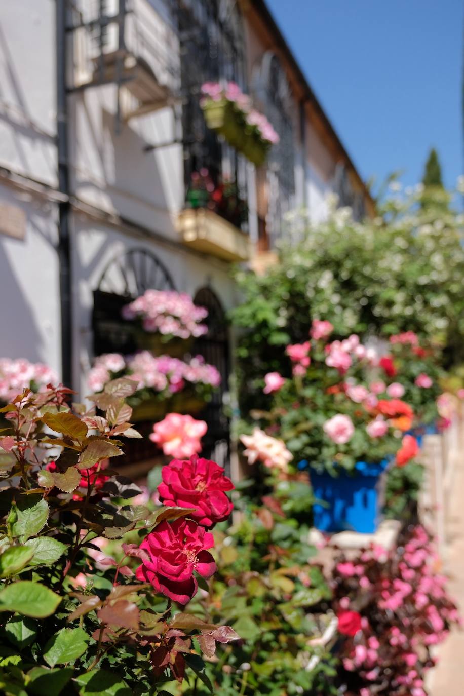 Patios de Córdoba 2022 | El concurso de Rejas y Balcones, en imágenes