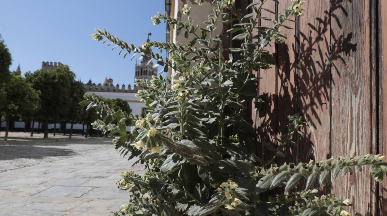 Las imágenes de la maleza en las zonas turísticas de Sevilla