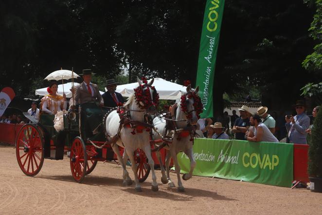 La VIII Exhibición de Carruajes de Tradición de Córdoba, en imágenes