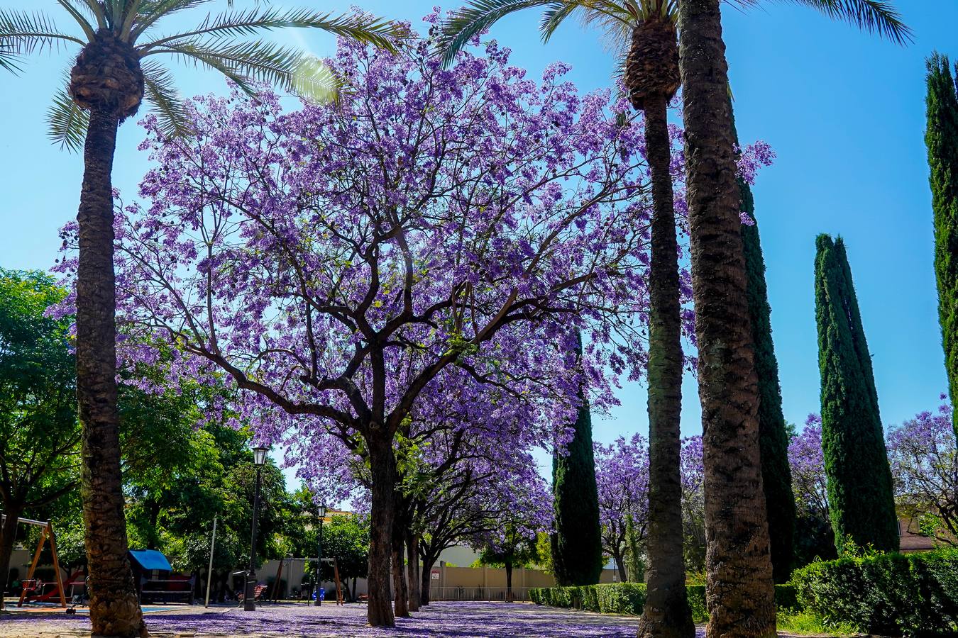 Paseo por las jacarandas en flor de Sevilla