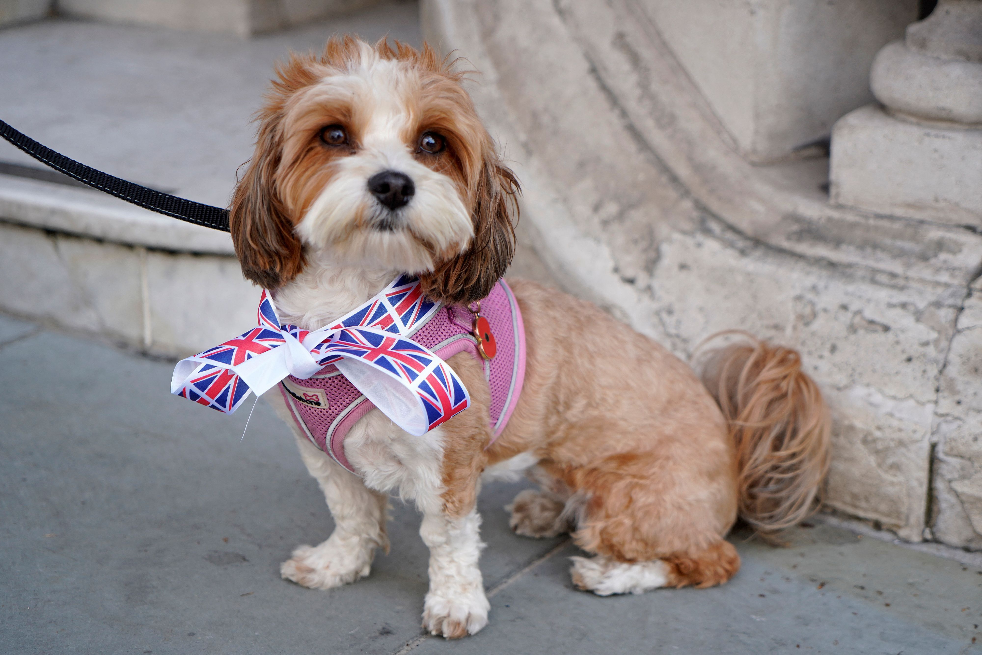 Incluso las mascotas han celebrado junto a sus dueños el aniversario de la coronación de la reina. 