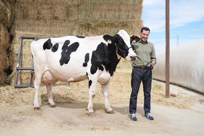 El reencuentro de Juanma Moreno con su vaca &#039;talismán&#039; en Añora, en imágenes