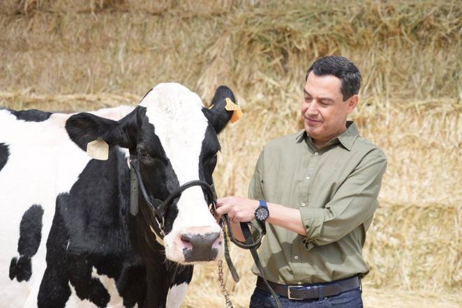 El reencuentro de Juanma Moreno con su vaca &#039;talismán&#039; en Añora, en imágenes