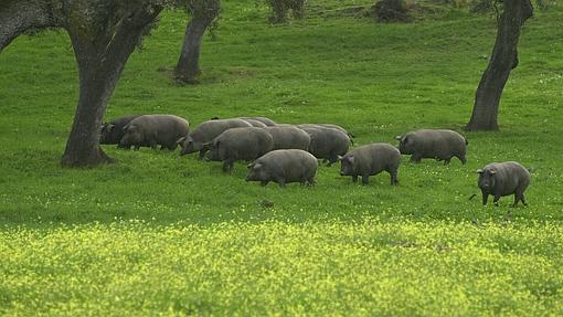 El campo de Aracena, uno de los atractivos de la sierra