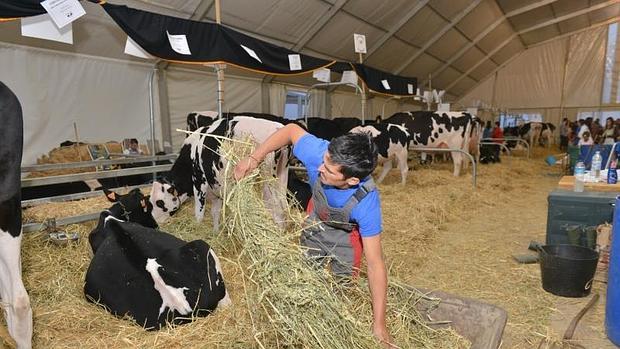 Vacas frisonas en la feria del ganado de Pozoblanco