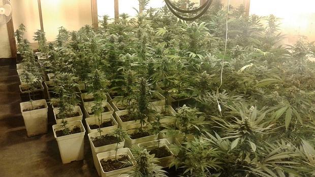 La marihuana que se cultiva en casas de Sotogrande