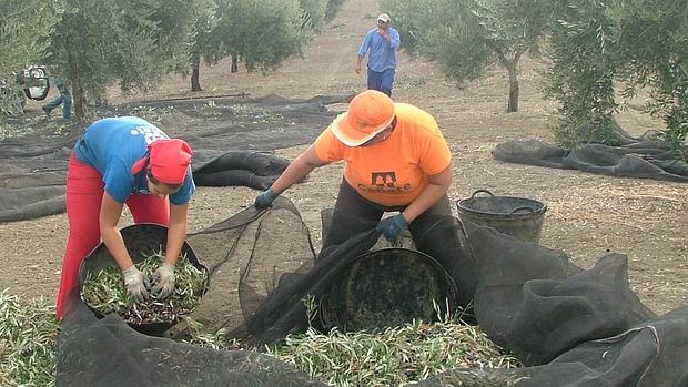 La aceituna es un cultivo perjudicado por la falta de lluvia este otoño