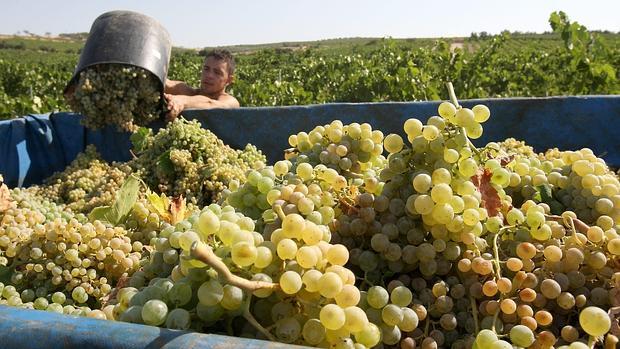 Un trabajador, durante la vendimia en Montilla