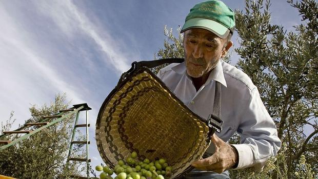 Recolección de la aceituna del árbol en la campaña de verdeo