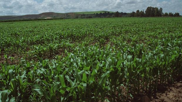 En el campo andaluz, las tierras de secano cotizan a la mitad que las de regadío