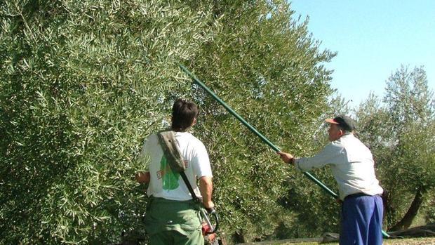 Dos trabajadores del campo en un olivar de Córdoba